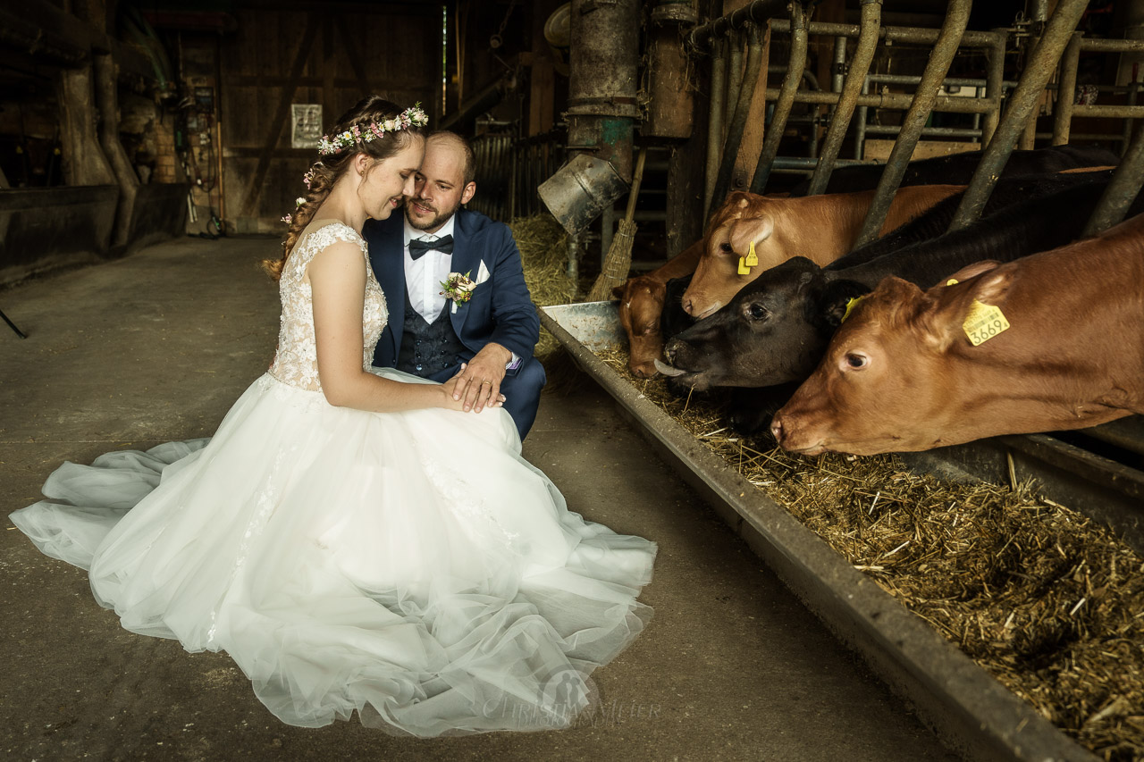Hochzeitsfoto eines Brautpaares im Stall vor Rindern - Hochzeitsfotograf: Christian Meier